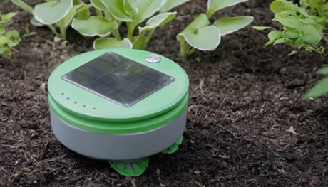 Tertill Robot: Solar Weed Cutter