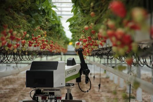 Berry Bot: AI Raspberry Harvester - view 2