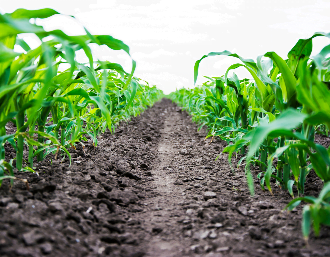 PatternAg: Soil Biology Analysis Tool - view 3