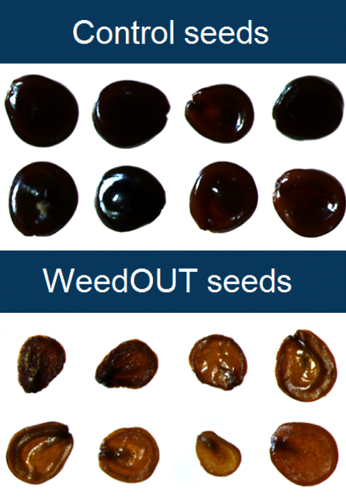 WeedOut: Precision Weed Control Solution - view 4