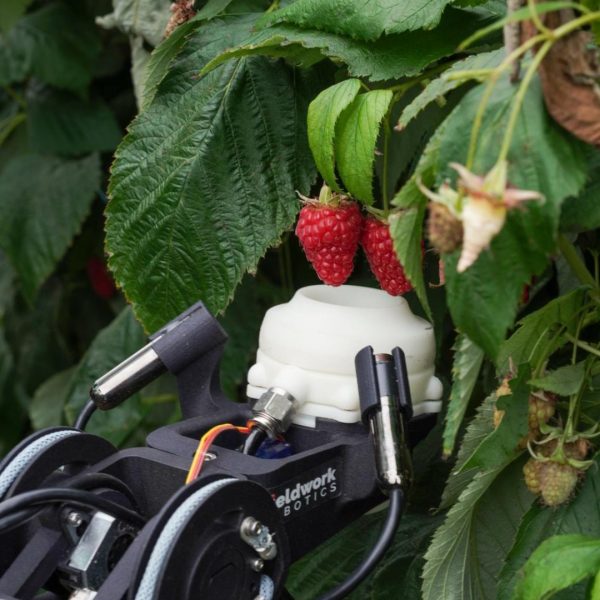 Berry Bot: AI Raspberry Harvester - view 4