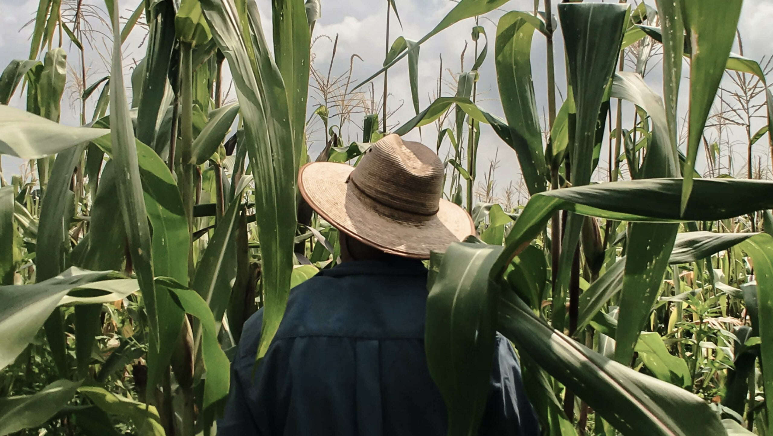 Ohalo Genetics: Advanced Crop Improvement - view 3