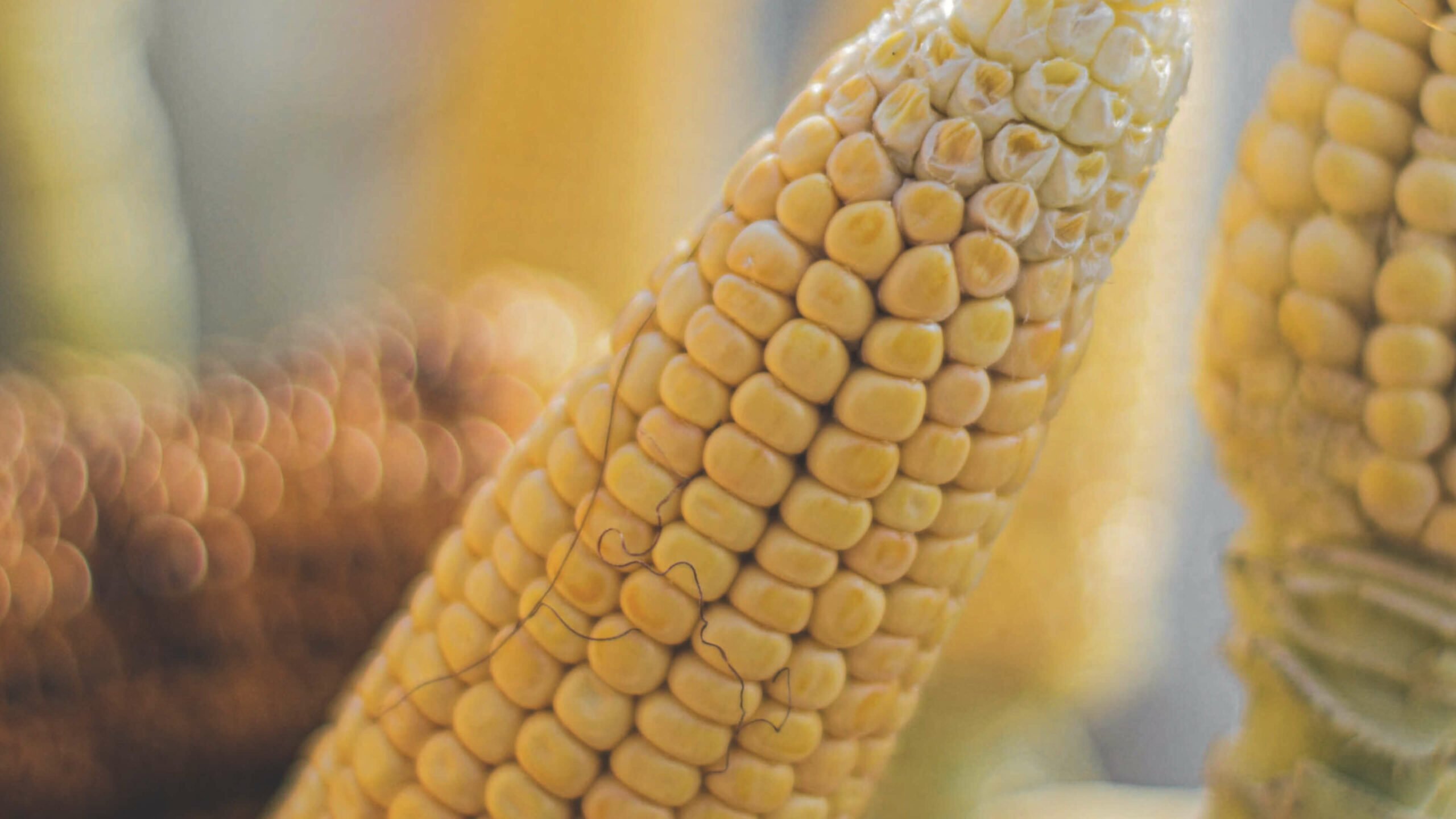 Ohalo Genetics: Advanced Crop Improvement - view 2