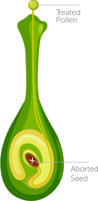 WeedOut: Precision Weed Control Solution - view 2