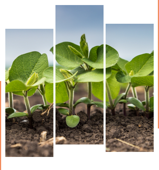 Inari Agriculture: Seed Innovation Pioneer - view 4