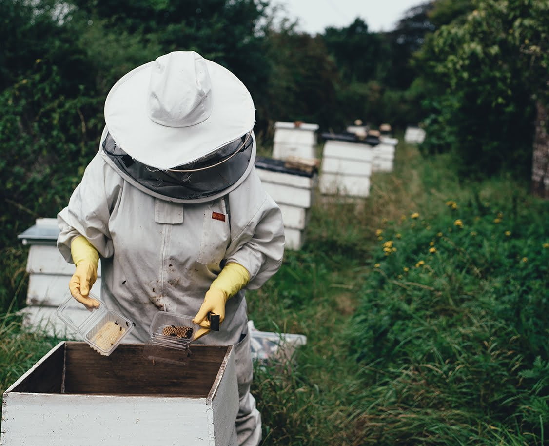 Beefutures: Innovative Bee Monitoring System - view 2