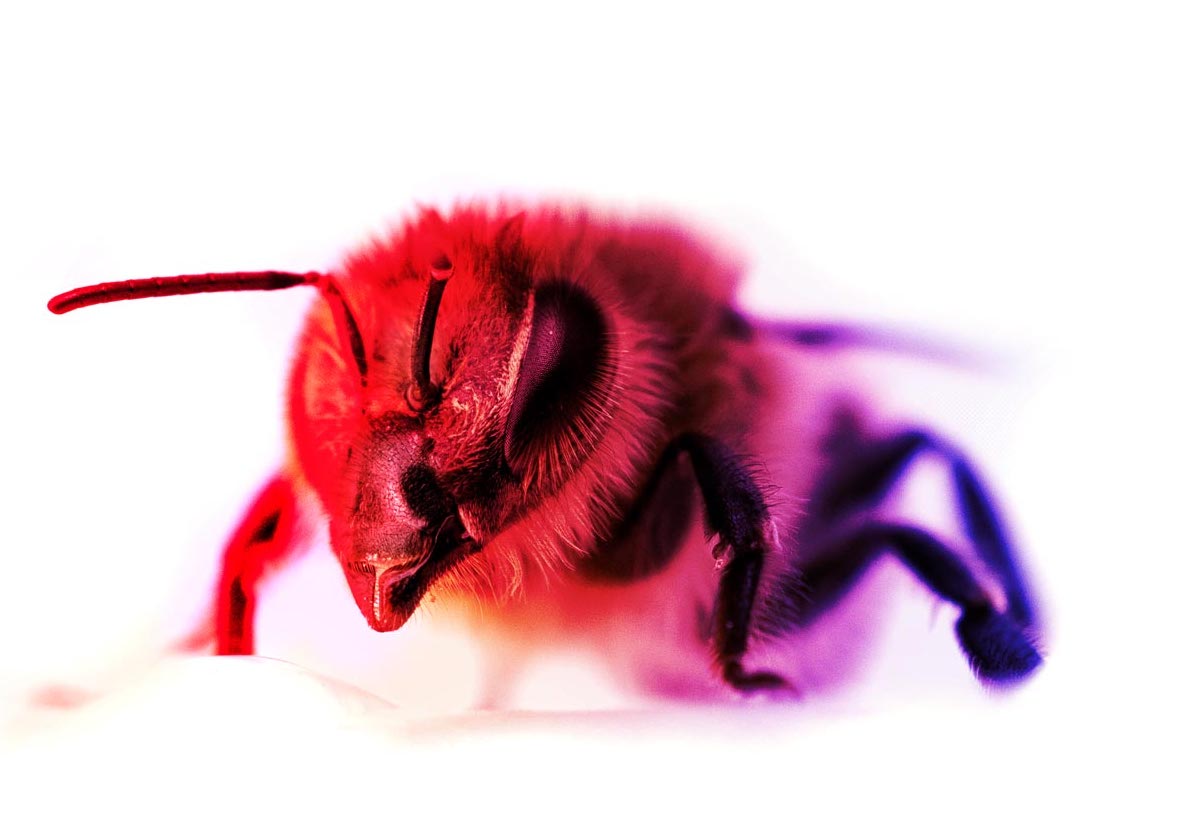 Beefutures: Innovative Bee Monitoring System - view 3