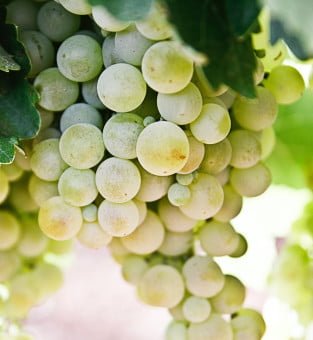 Les Grappes: Farmers' Cooperative Platform - view 4