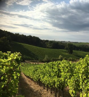 Les Grappes: Farmers' Cooperative Platform - view 3