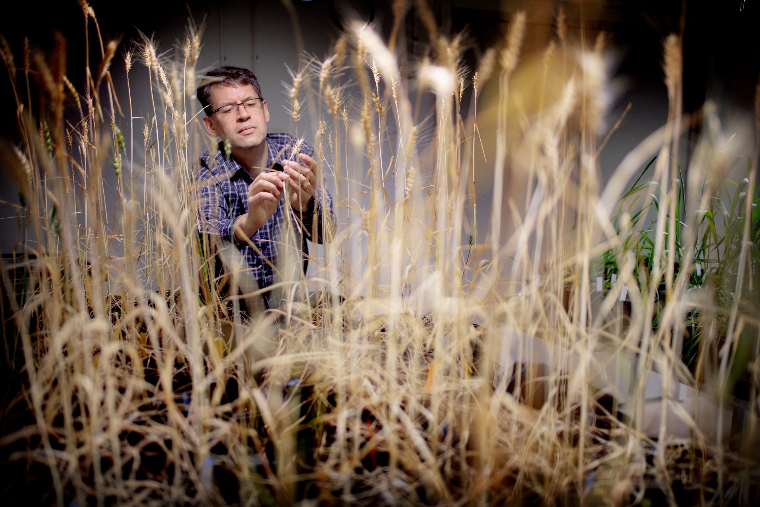 OlsAro: Climate-Resilient Wheat - view 2