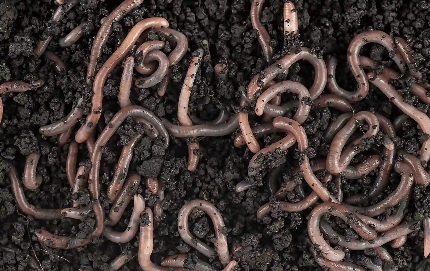 Veragrow: Earthworm-Derived Biostimulants - view 4
