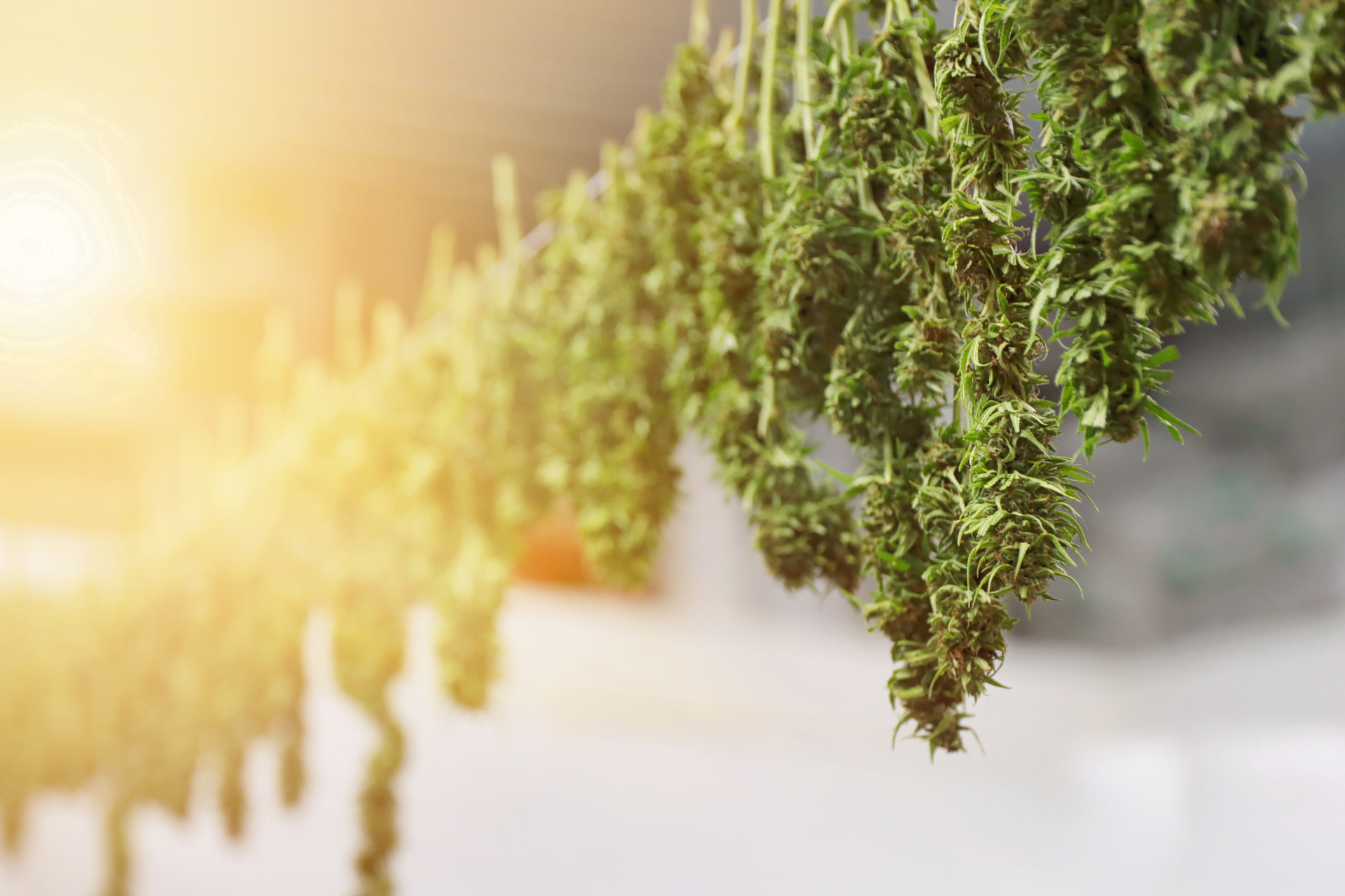 Growvera ZONE: Precision Cannabis Drying Sensors - view 4