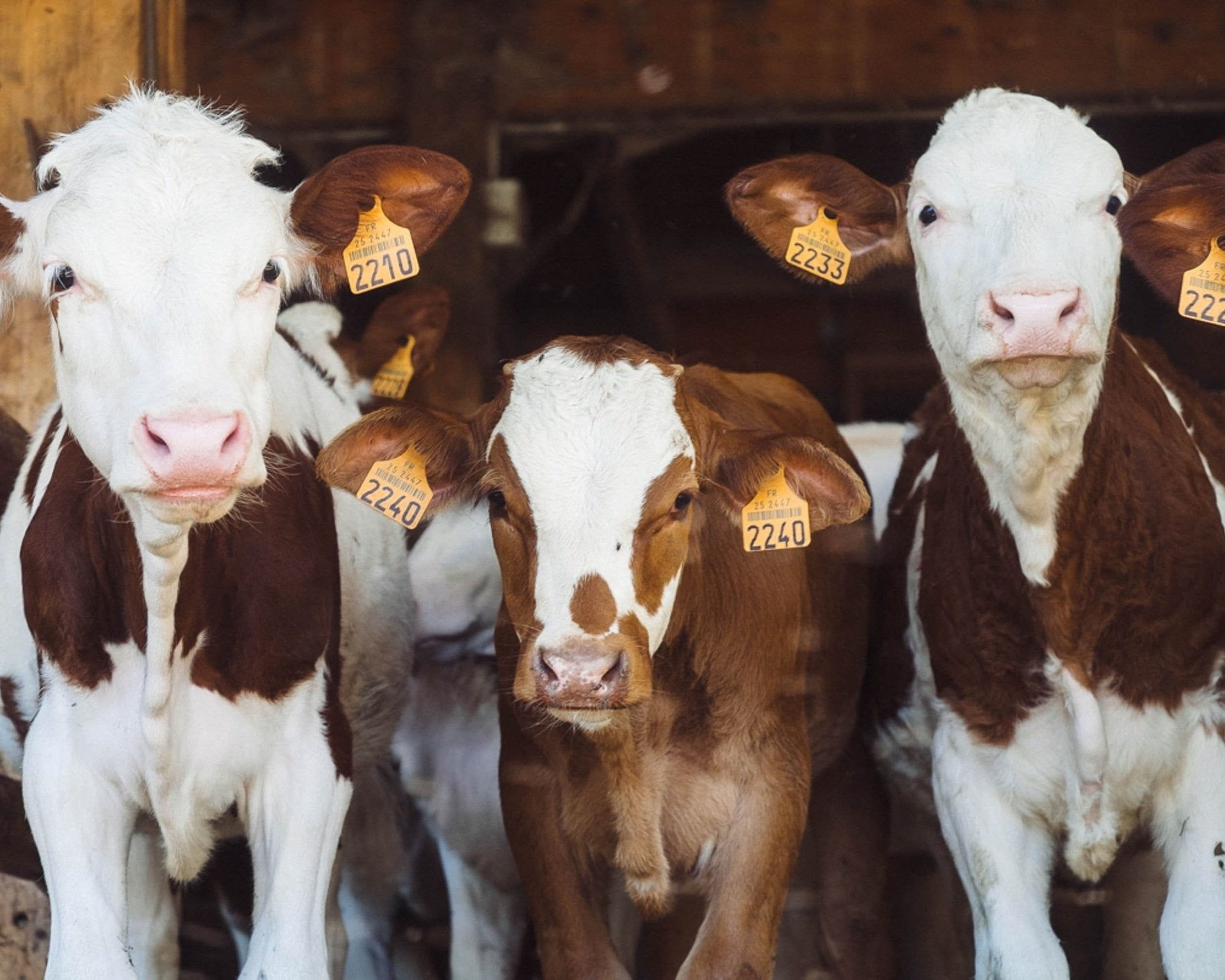 FutureFeed: Asparagopsis Livestock Methane Reducer - view 3