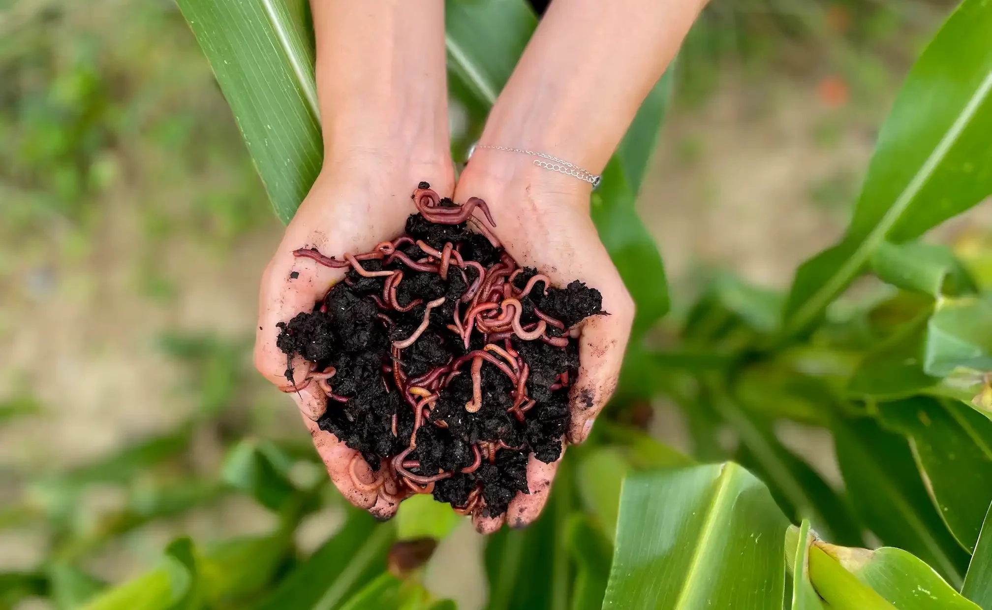 Veragrow: Earthworm-Derived Biostimulants - view 3