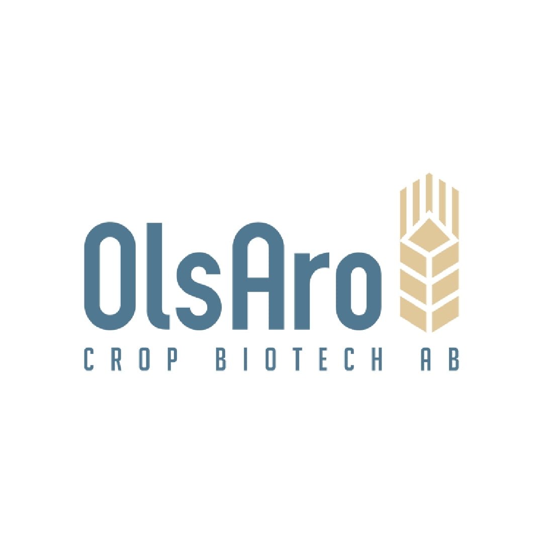 OlsAro: Climate-Resilient Wheat