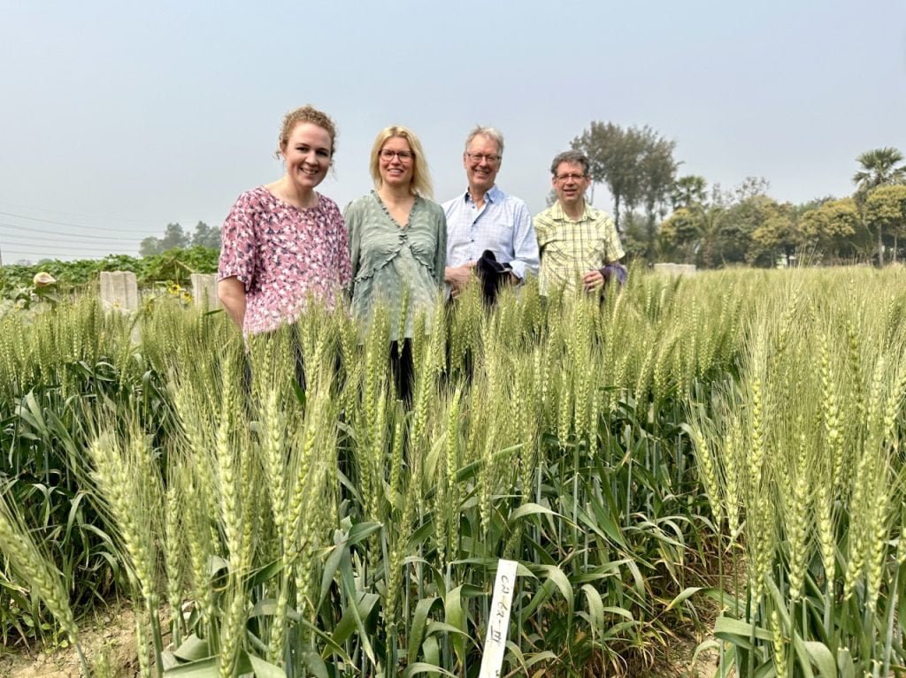 OlsAro: Climate-Resilient Wheat - view 3
