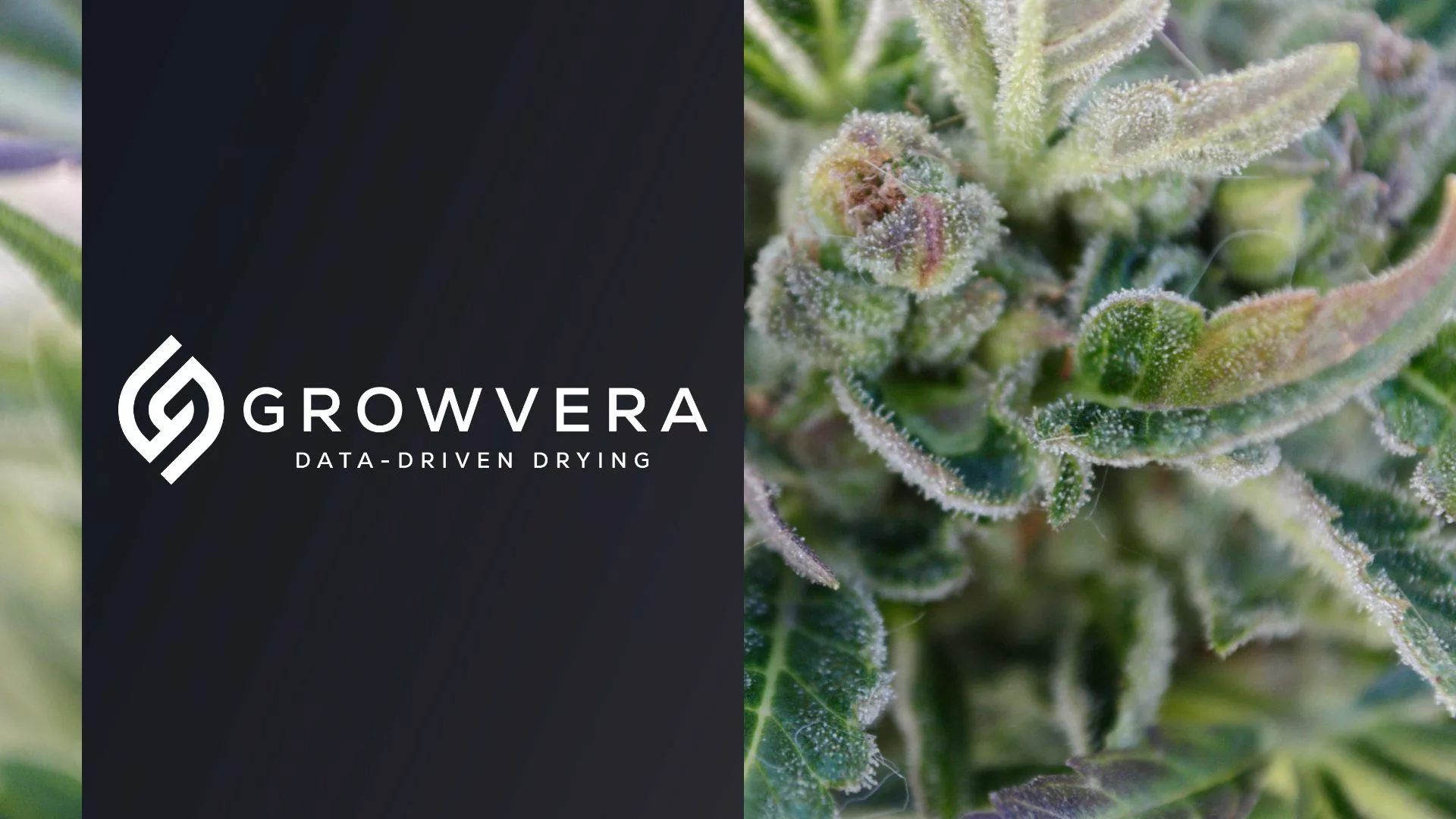 Growvera ZONE: Precision Cannabis Drying Sensors - view 3