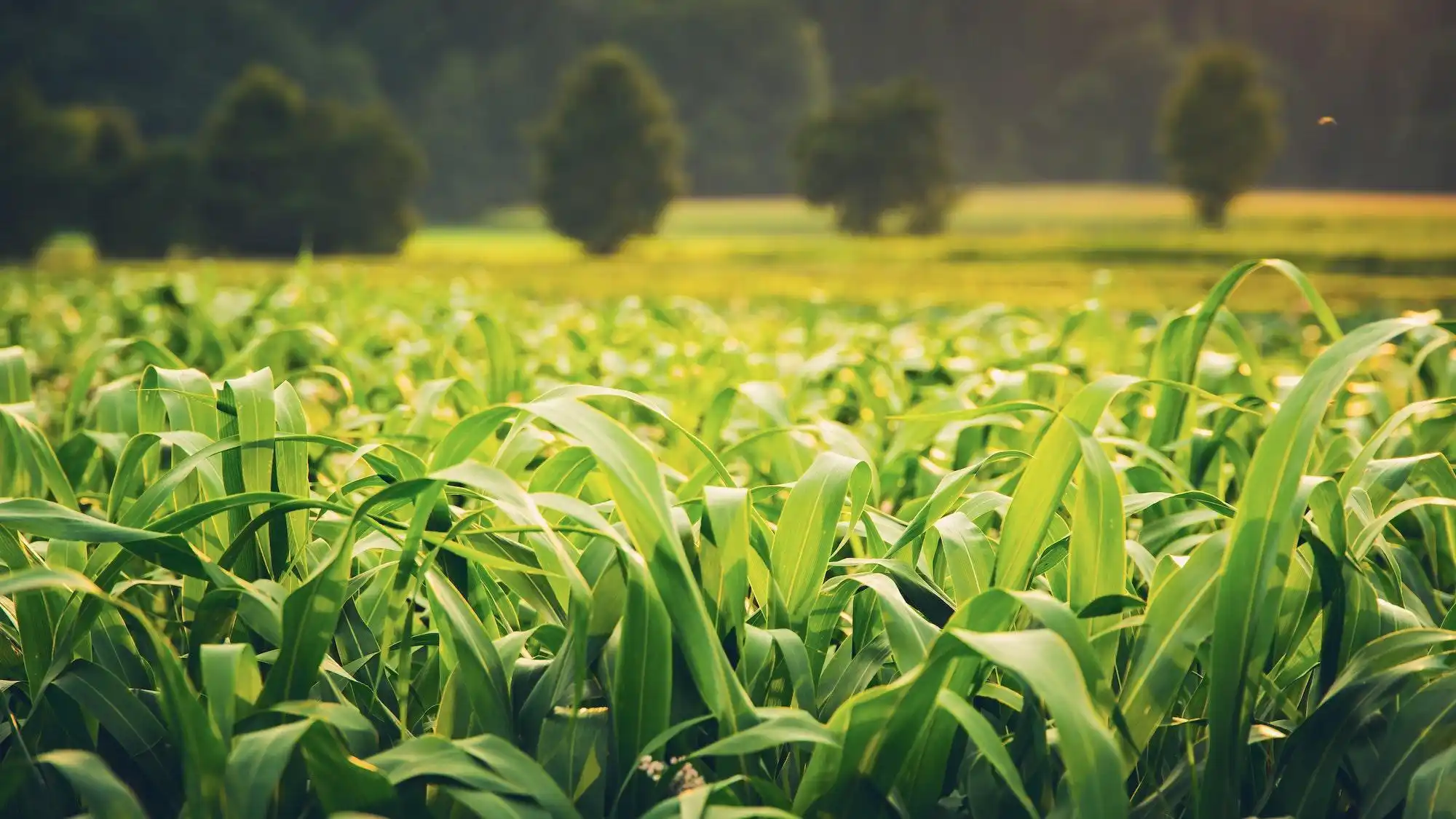 Veragrow: Earthworm-Derived Biostimulants - view 2