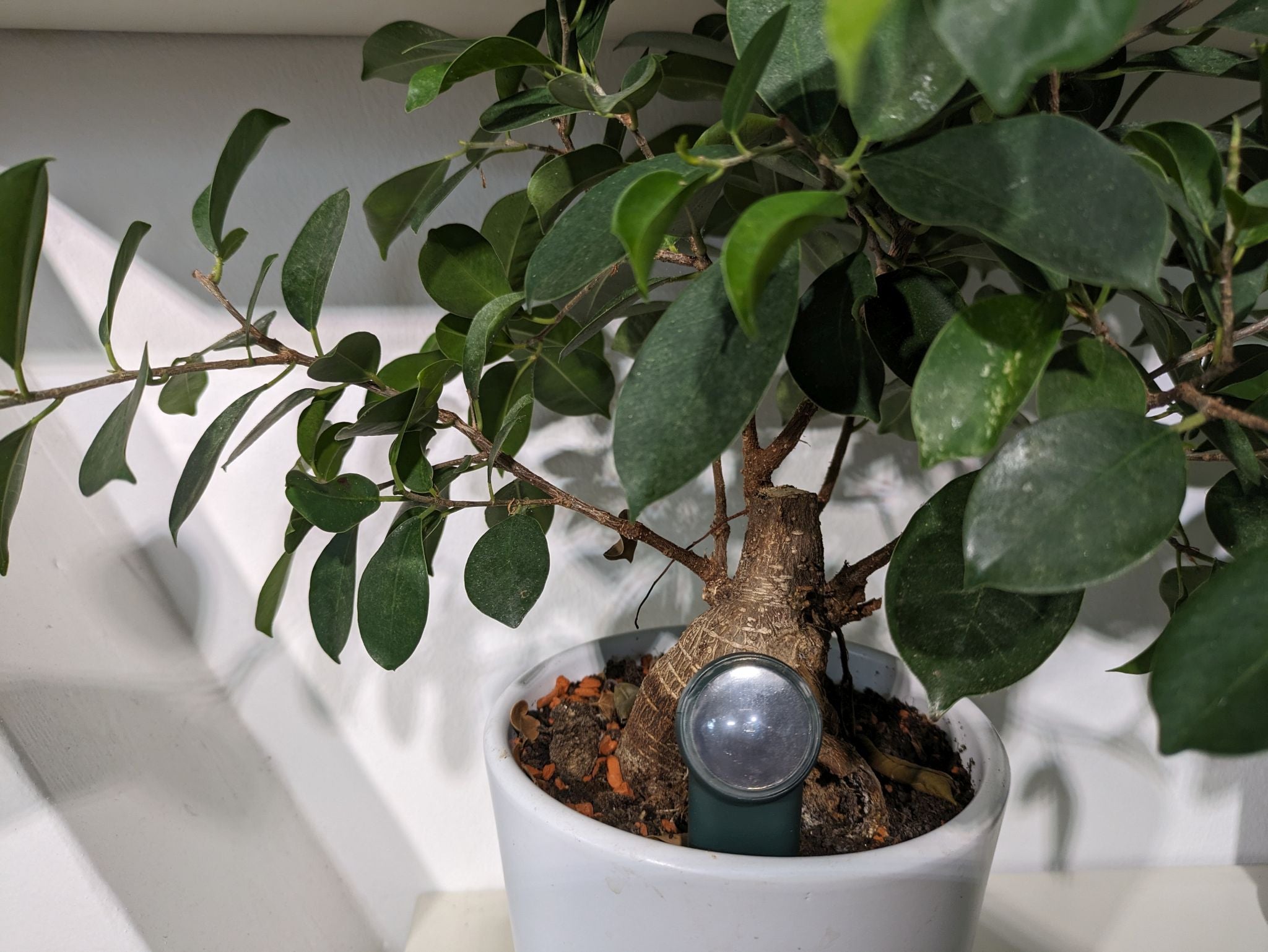 FYTA Beam: Smart Plant Health Tracker - view 4