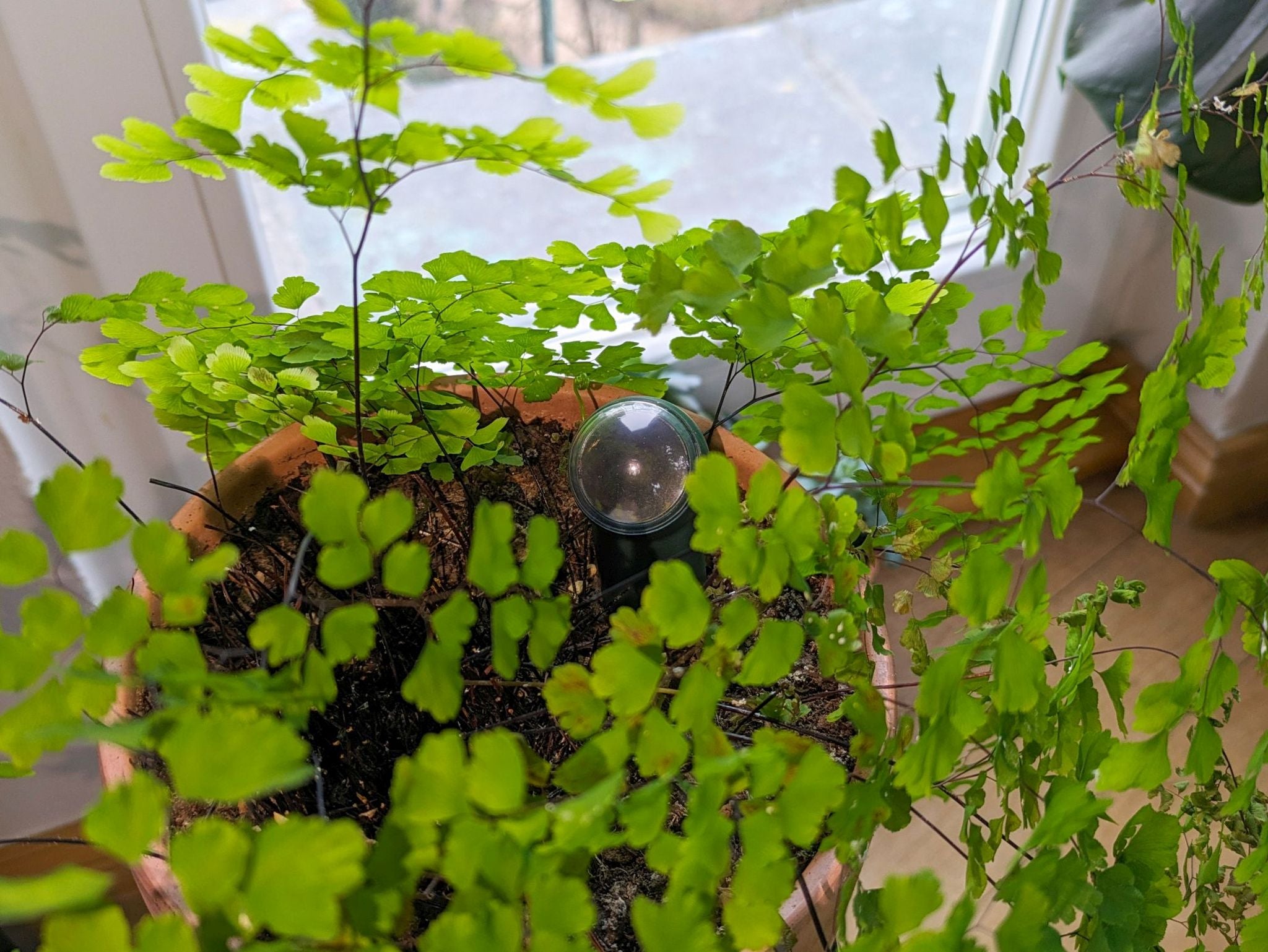 FYTA Beam: Smart Plant Health Tracker - view 3