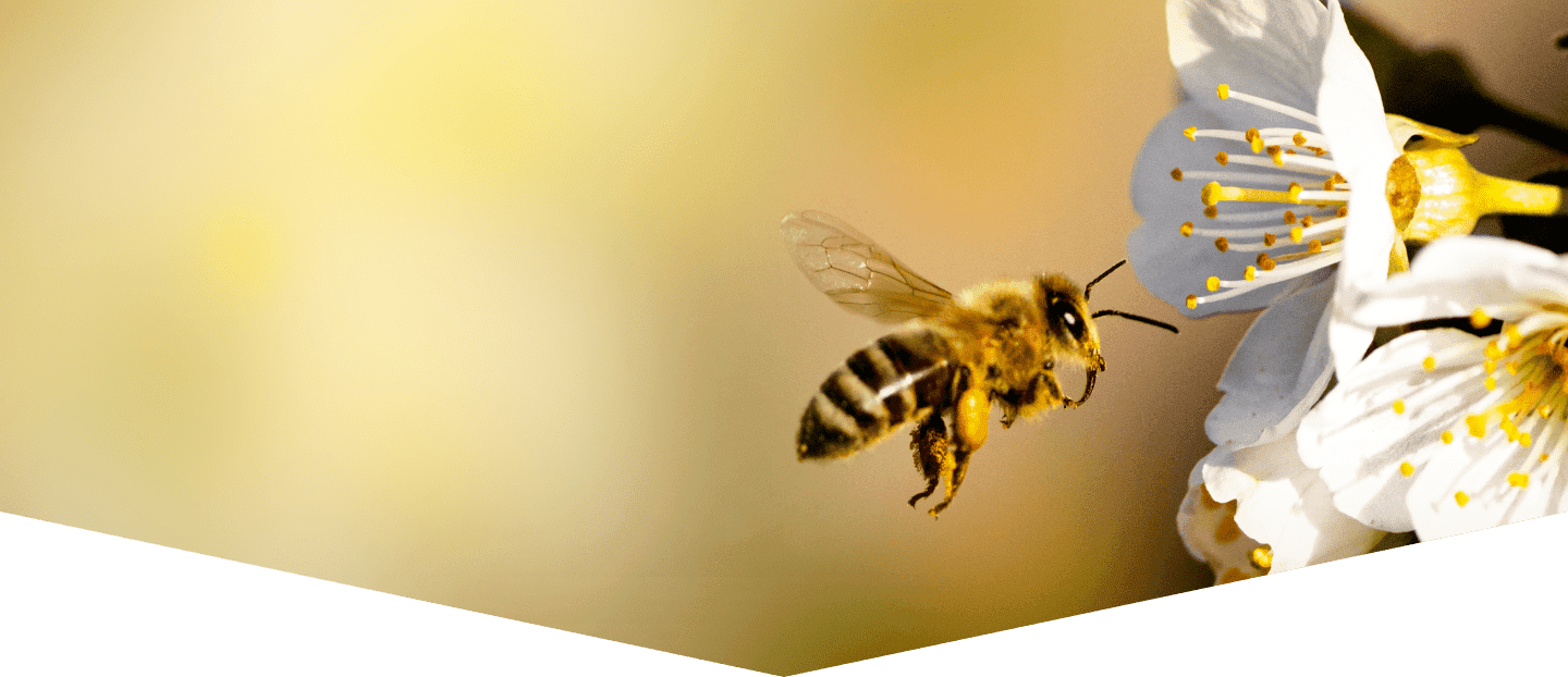 BeeGuard: Connected Hive Monitoring - view 2