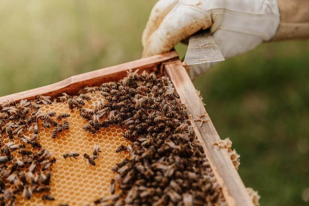 BeeGuard: Connected Hive Monitoring - view 3