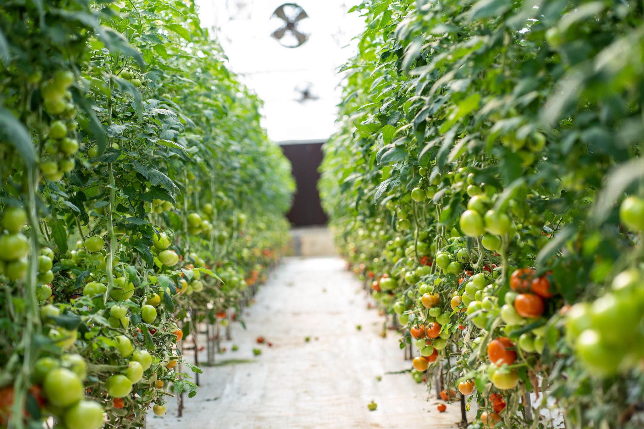 Hexafarms: AI-Driven Greenhouse Management - view 2