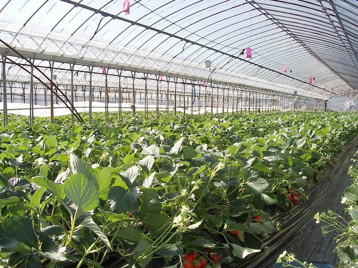 Hexafarms: AI-Driven Greenhouse Management - view 4