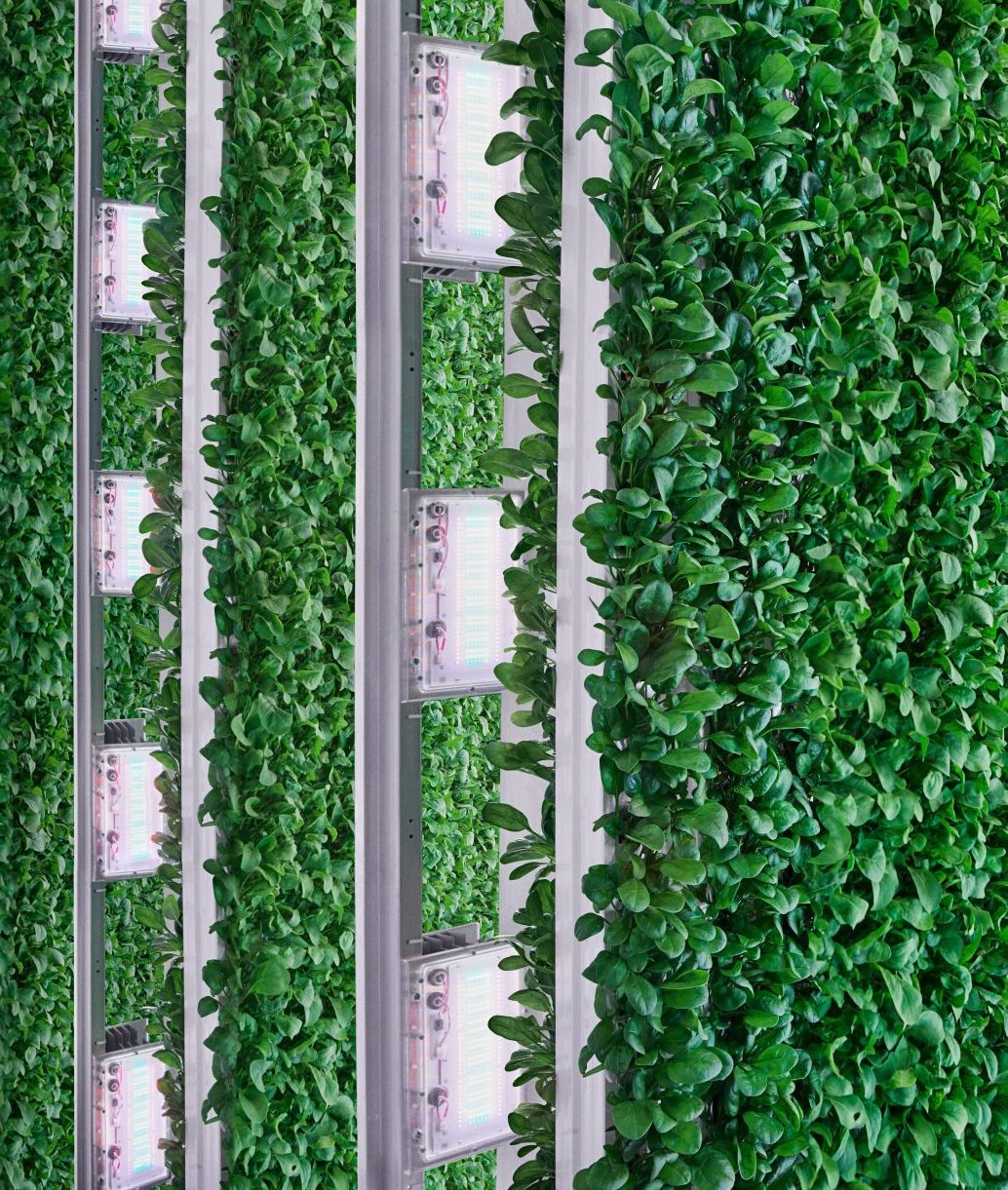 Hexafarms: AI-Driven Greenhouse Management - view 3