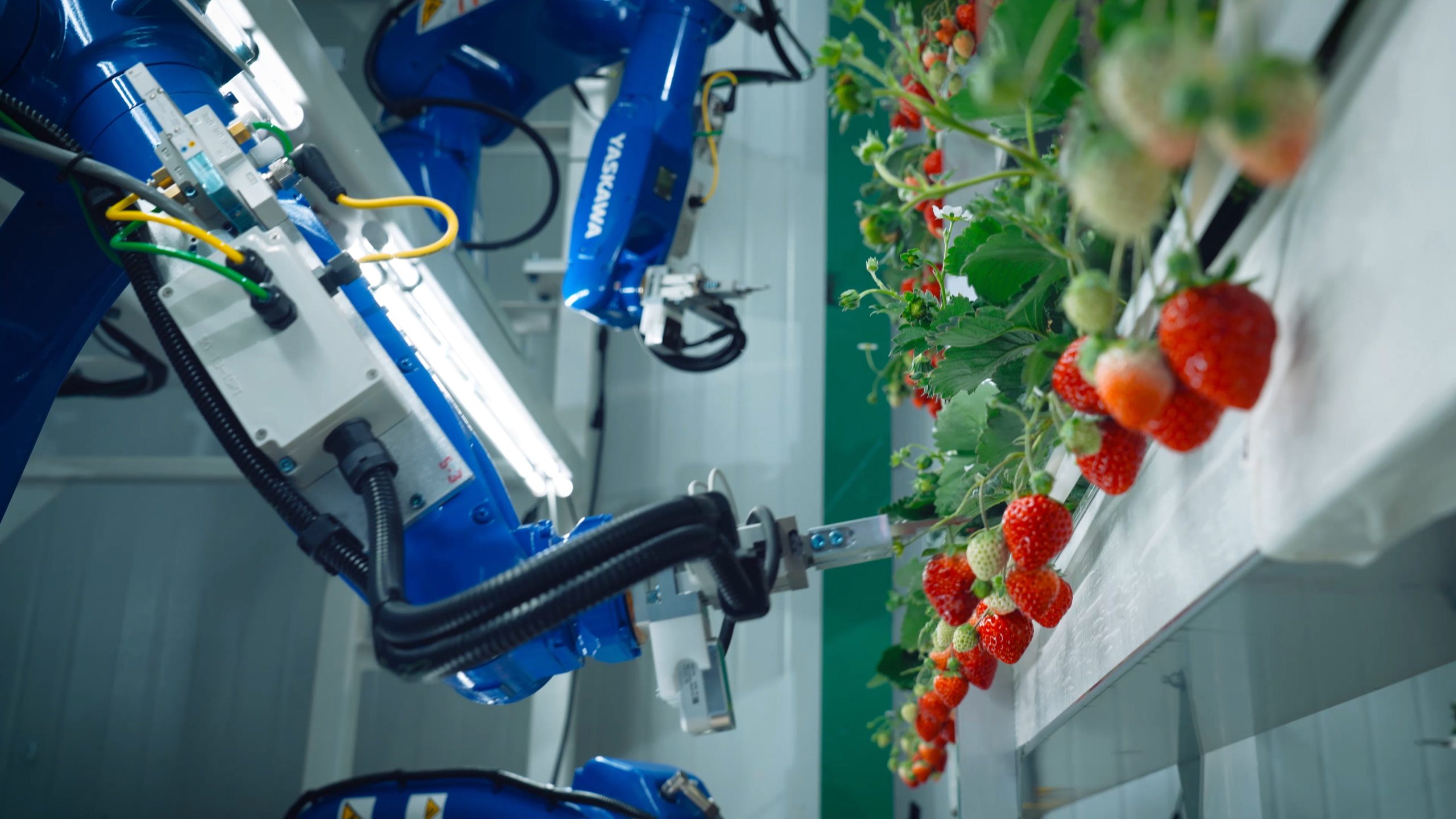 Oishii: Indoor Vertical Strawberry Farming - view 4