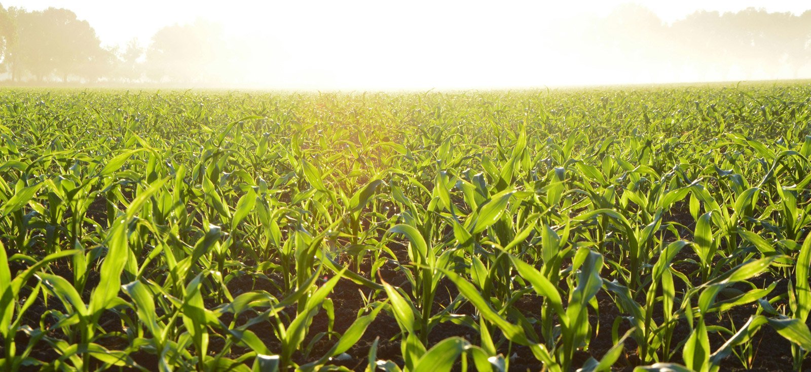 PlantSustain: Microbial Solutions Platform - view 3